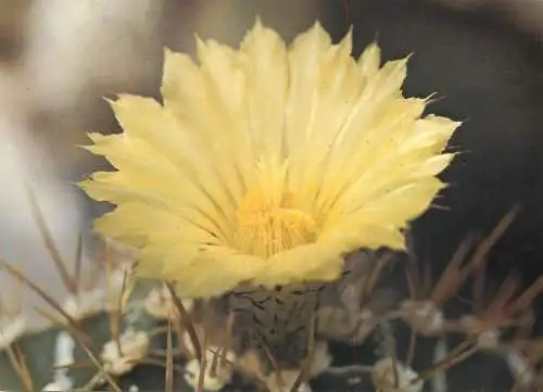 Cactus flower card Astrophytum ornatum