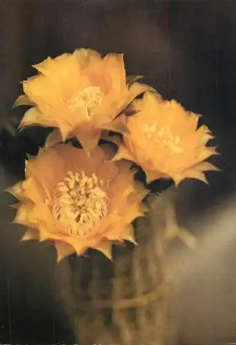 Cactus flower card Lobivia famatimensis