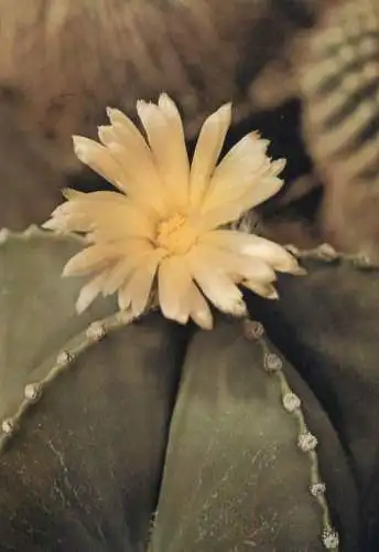 Cactus flower card Astrphytum myriostigma