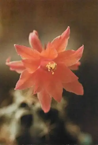 Cactus flower card Submatucana paucicostata