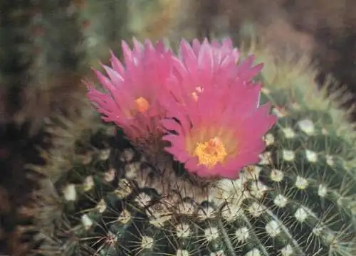 Cactus flower card Notocactus herteri