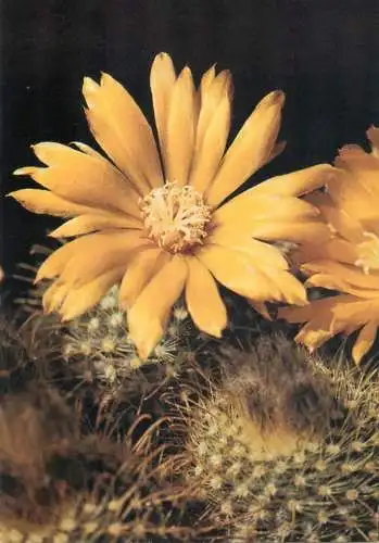 Cactus flower card Parodia mutabilis