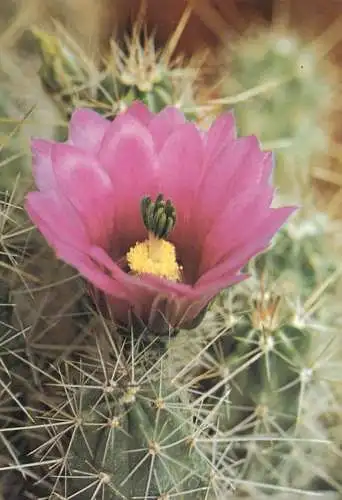 Cactus flower card Echinocereus blanckii var leonensis