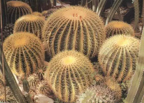 Cactus flower card Echinocactus grusonii