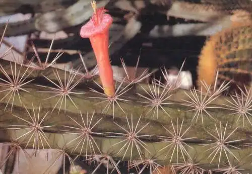 Cactus flower card Rathbunia alamoscensis