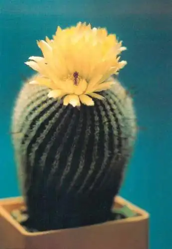 Cactus flower card Notocactus scopa