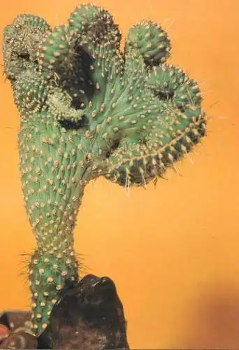 Cactus flower card Opuntia pachypus