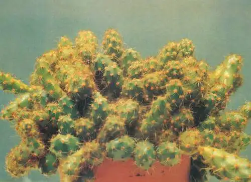 Cactus flower card Opuntia ovata