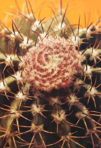 Cactus flower card Melocactus neryi