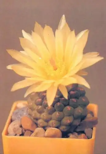 Cactus flower card Phyrrocactus glabrescens