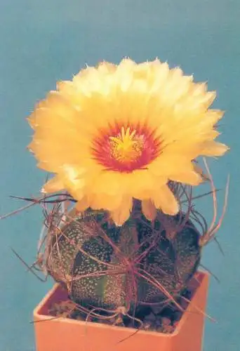 Cactus flower card Astrophitum capricorne