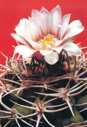Cactus flower card Gymnocalicium hybopleurum