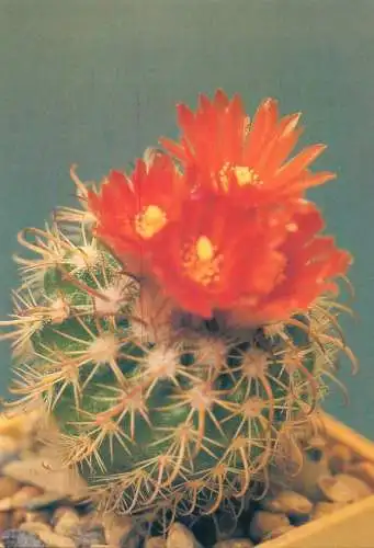 Cactus flower card Parodia punae