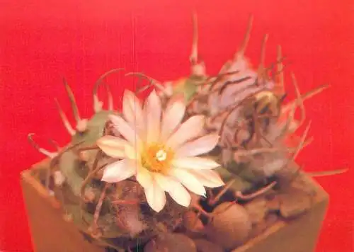 Cactus flower card Turbinicarpus klinkerianus