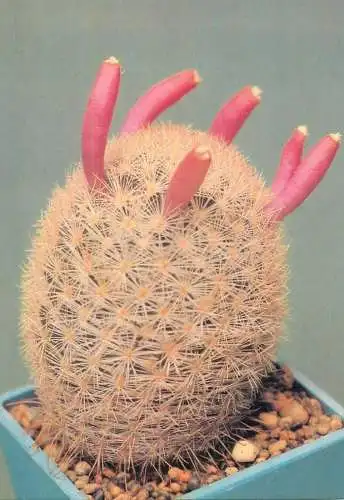 Cactus flower card Mammillaria magallani