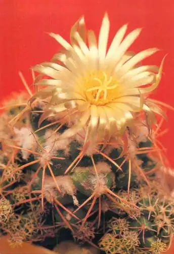 Cactus flower card Coryphantha sulcolanata