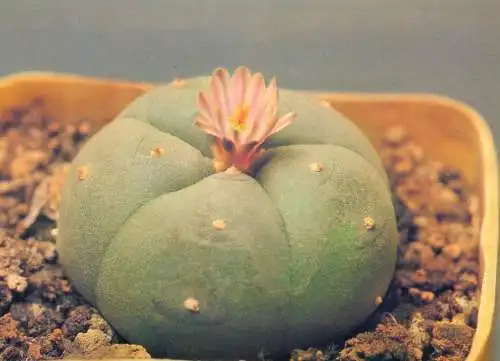 Cactus flower card Lophophora williamsii