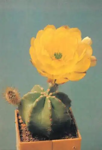Cactus flower card Echinocereus subinermis