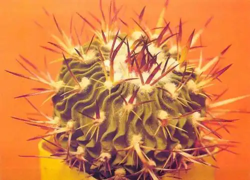 Cactus flower card Echinofossulocatus