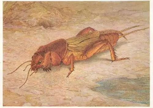 Insects postcard Gryllotalpa Gryllotalpa