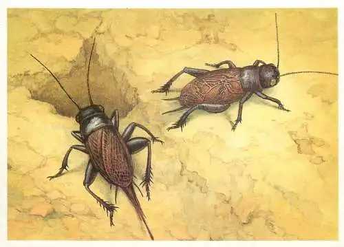 Insects postcard Gryllus campestris