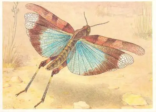 Insects postcard Oedipoda Coerulescens