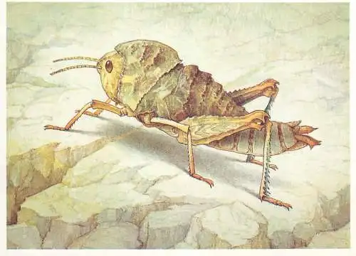 Insects postcard Saxetania Cultricollis