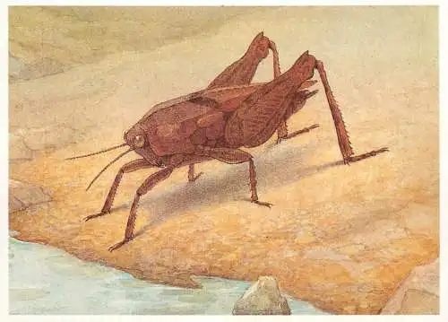 Insects postcard Tetrix Bipunctata