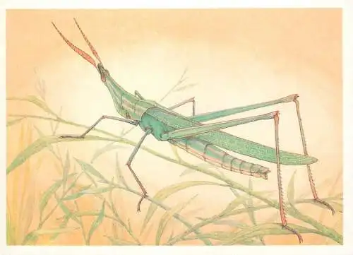 Insects postcard Acrida bicolor