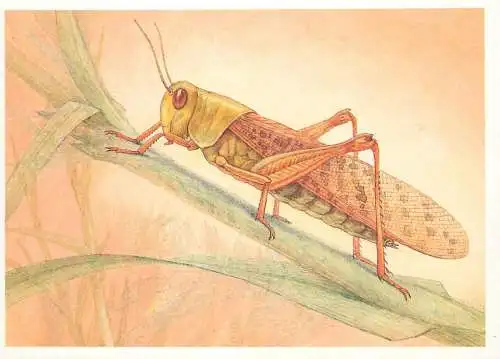 Insects postcard Locusta migratoria