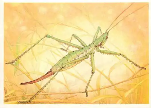 Insects postcard Saga pedo