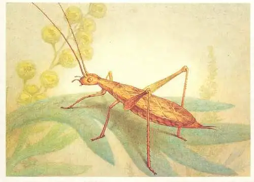 Insects postcard Ocecanthus pellucens