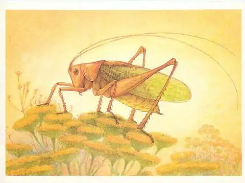Insects postcard Tettigonia cantans