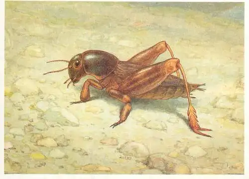 Insects postcard Tridactylus variegatus