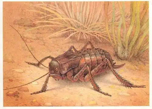Insects postcard Bradyporus Multittuberculatus Fisch
