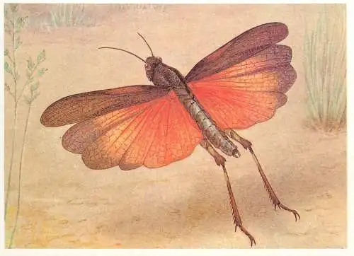 Insects postcard Psophus Stridulus