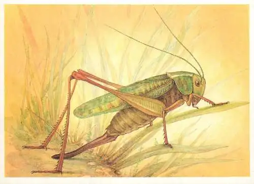 Insects postcard Decticus verrucivorus grasshopper