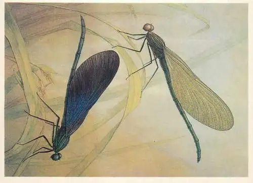 Insects postcard Calopteryx virgo dragonfly