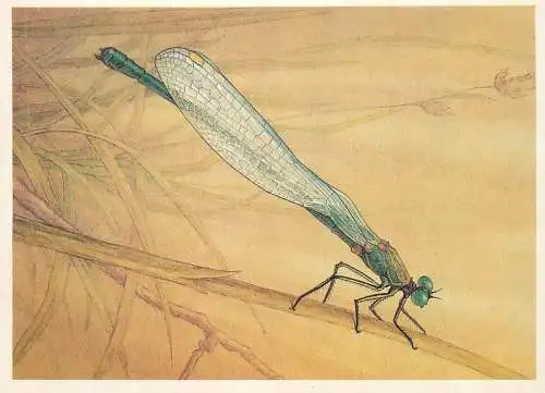 Insects postcard Chalcolestes viridis dragonfly