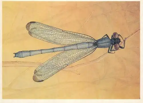 Insects postcard Epallage fatime dragonfly