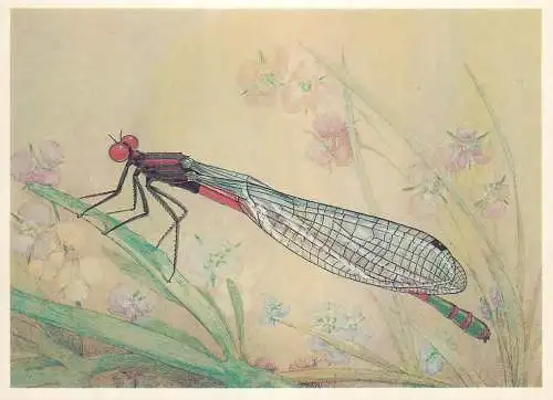 Insects postcard Phyrrosoma nymphula dragonfly
