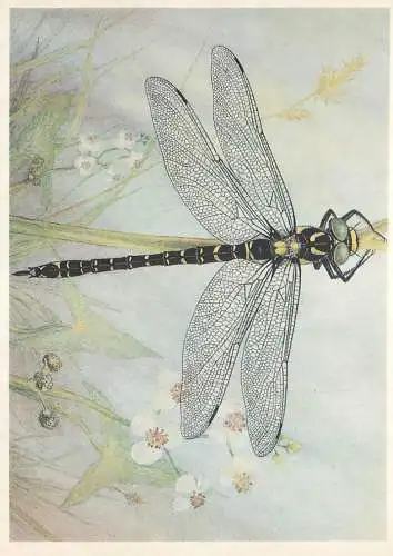 Insects postcard Cordulegaster annulatus dragonfly