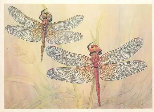 Insects postcard Sympetrum flaveolum dragonfly