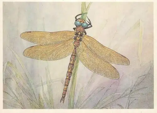Insects postcard Aeschena grandis dragonfly