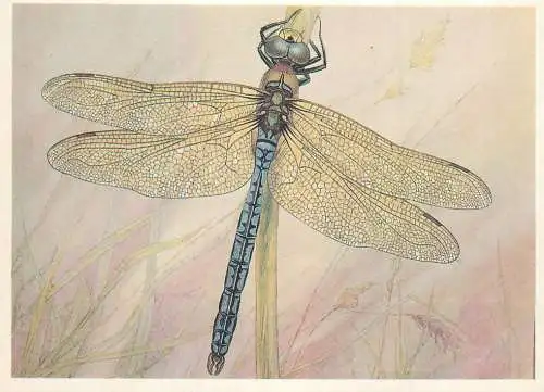 Insects postcard Anax imperator dragonfly