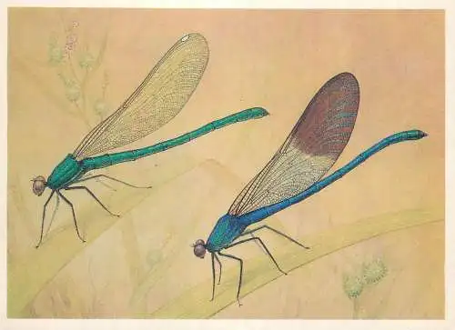 Insects postcard Caloptyrex mingrelica dragonfly