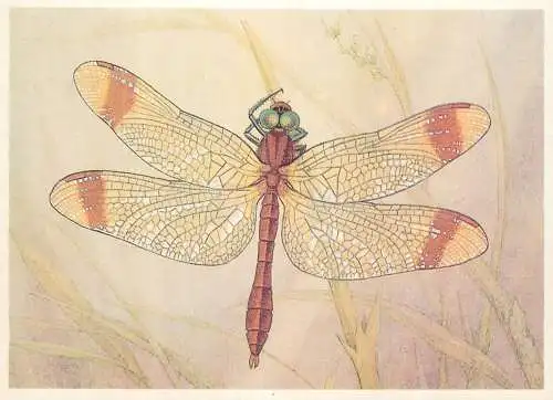 Insects postcard Sympetrum pedemontanum dragonfly