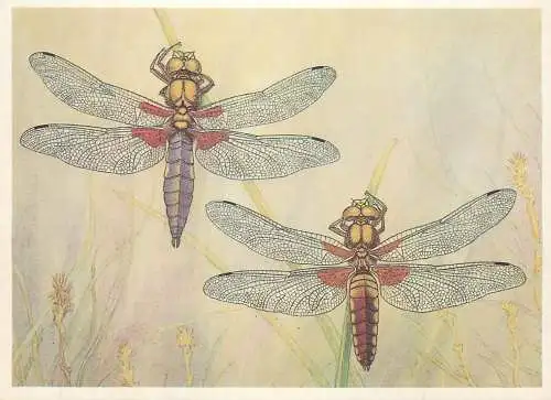 Insects postcard Libellula depressa dragonfly