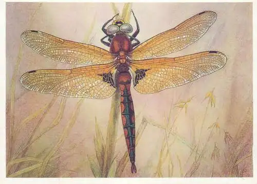 Insects postcard Epitheca bimaculata dragonfly