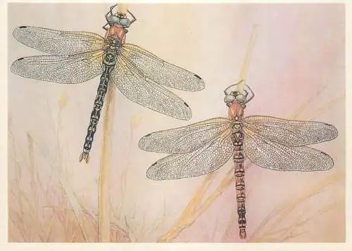 Insects postcard Aeschena cyanea Southern hawker dragonfly